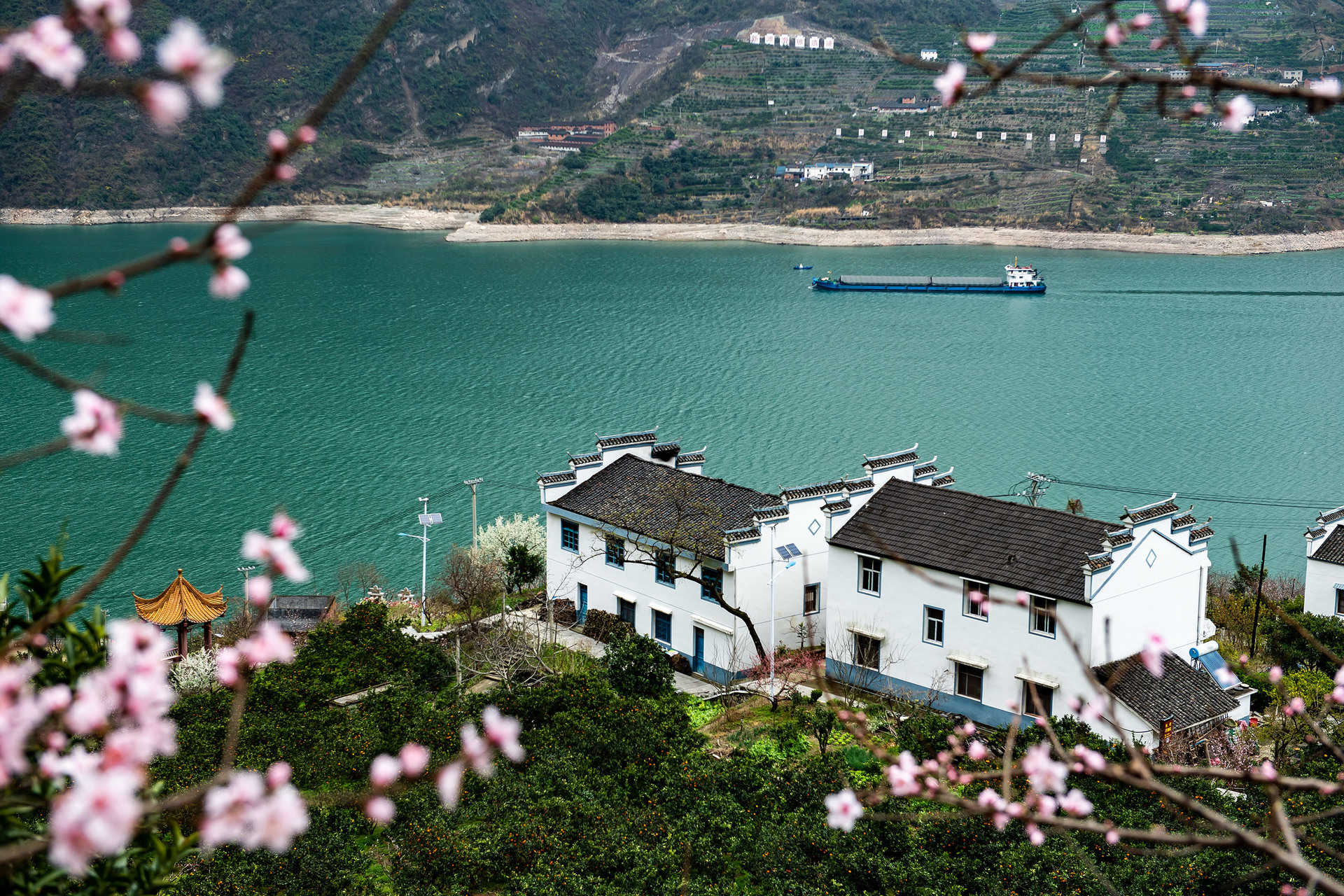 鮮花盛開(kāi)的湖北省宜昌市秭歸縣屈原鎮(zhèn)西陵峽村臍橙園。 新華社發(fā).JPG